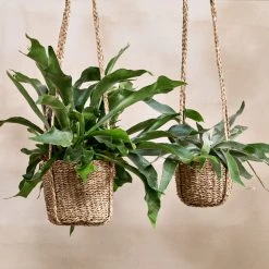 Nkuku Sangdi Seagrass Hanging Planter - Small | Handwoven Natural Seagrass Plant Holder | Boho Room Decor 3 Nkuku Sangdi Seagrass Hanging Planter - Small