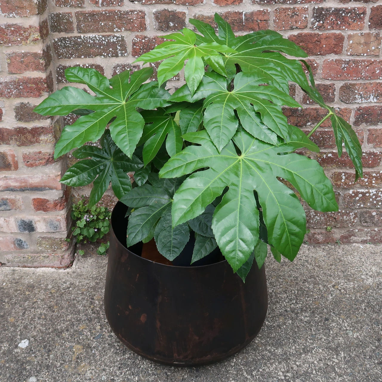 Nkuku Endo Reclaimed Iron Planter - Large | Rustic Indoor & Outdoor Plant Pot 5 Nkuku Endo Reclaimed Iron Planter - Large